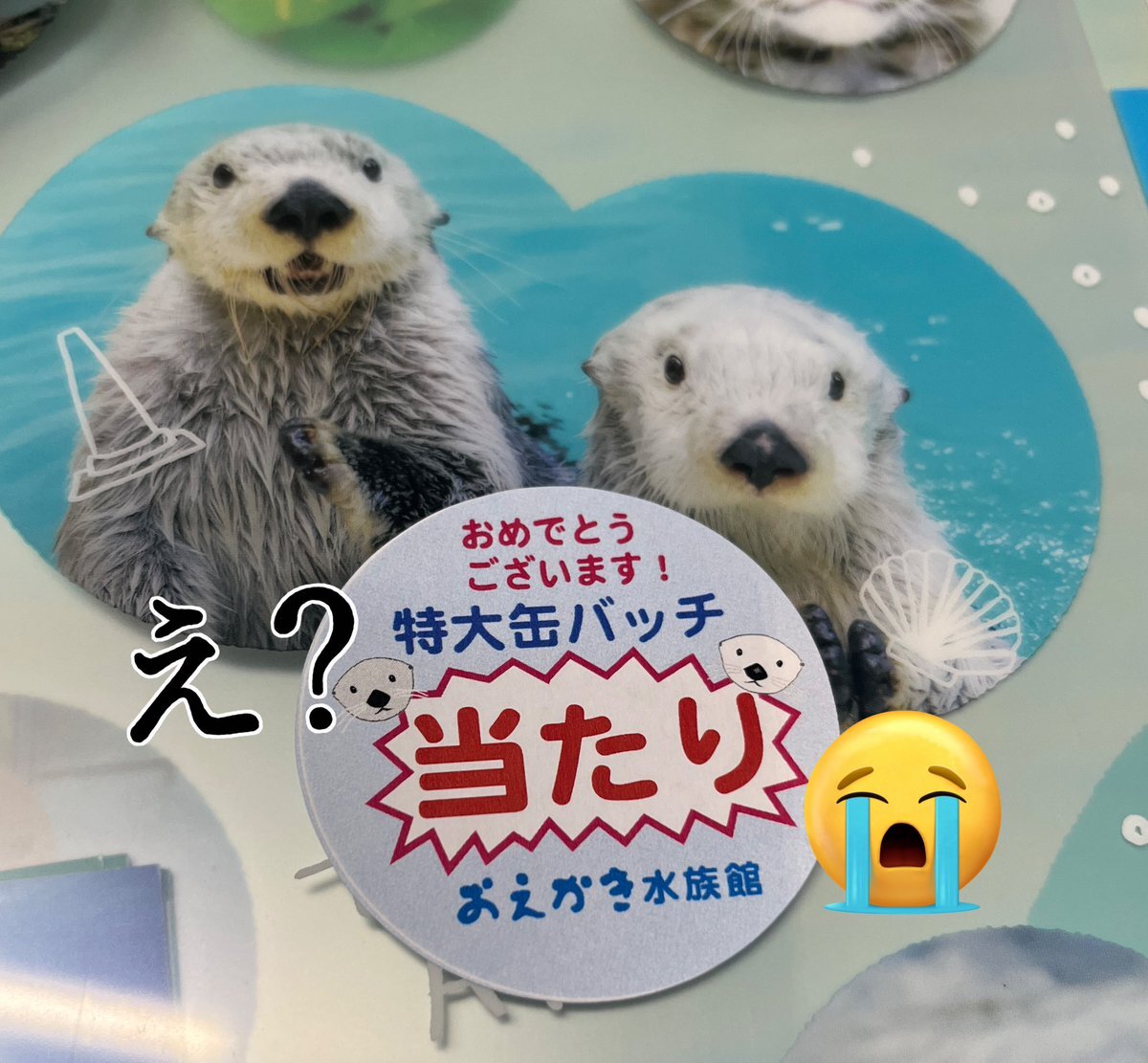 鳥羽水族館　シールくじ　大当たりBIG缶バッジ 鳥羽水 シールくじ メイちゃんキラちゃん 特大缶バッジ 大当たり