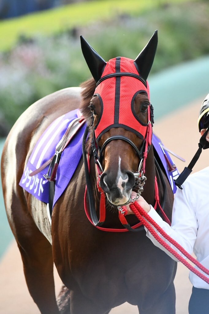 シランケド、天皇賞秋で好走！上がり最速記録更新も惜しくも4着