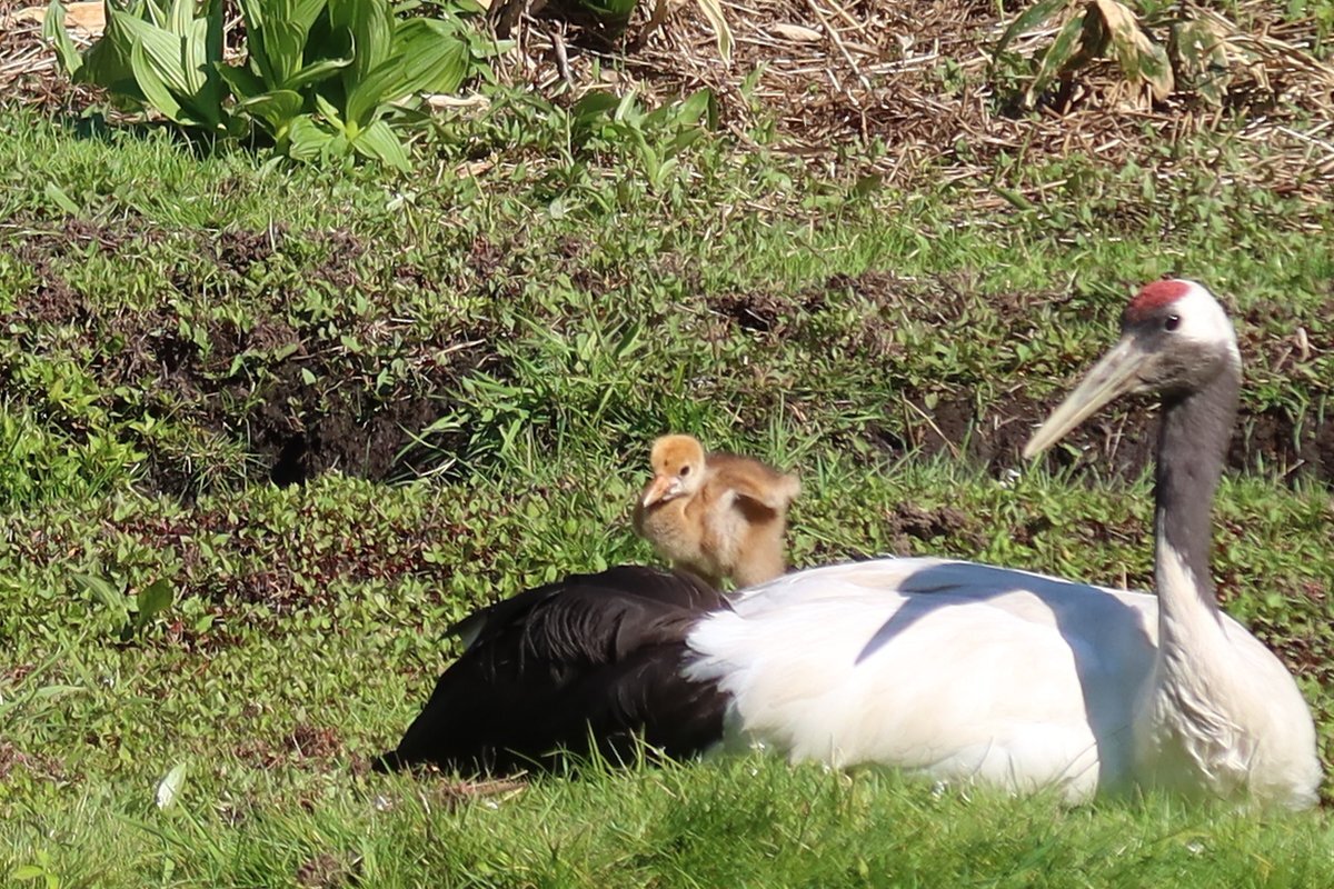 メガソーラー転売ビジネス：責任の所在はどこに？