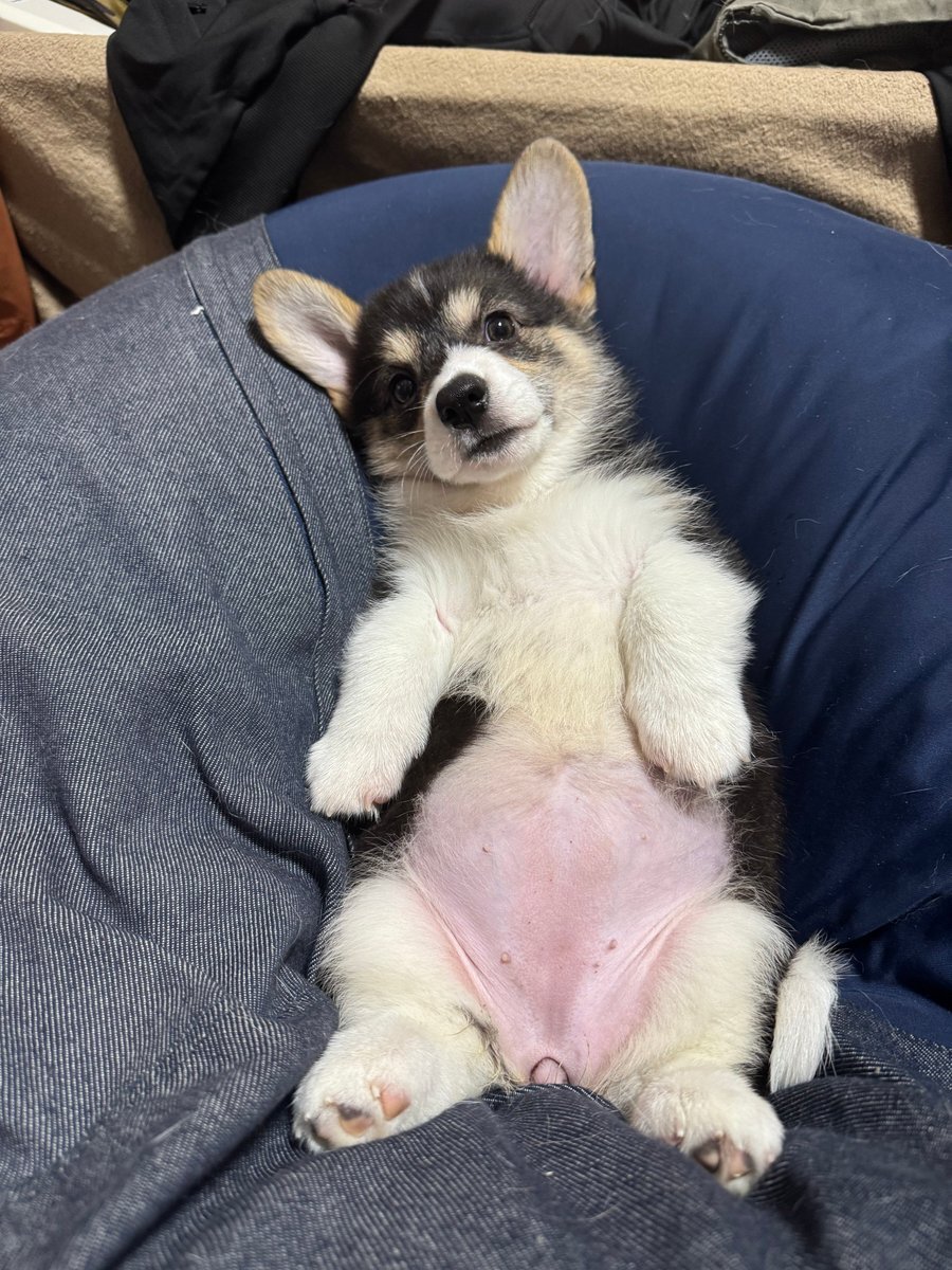 生徒会長・甲斐ちよちゃん、アイドルプリキュア研究会を応援！