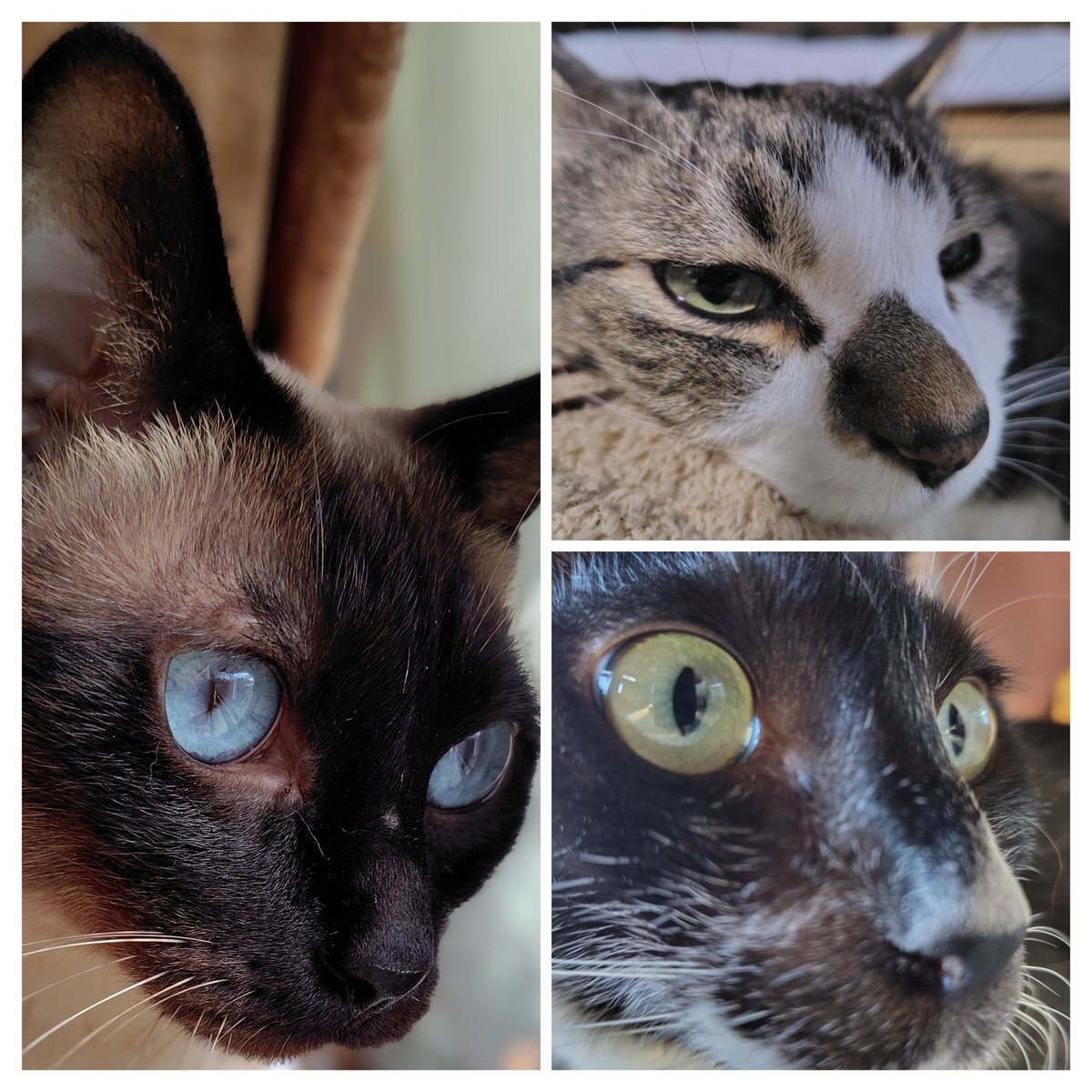 週末の始まりを告げる、Vtuberたちの「おはよう」投稿 