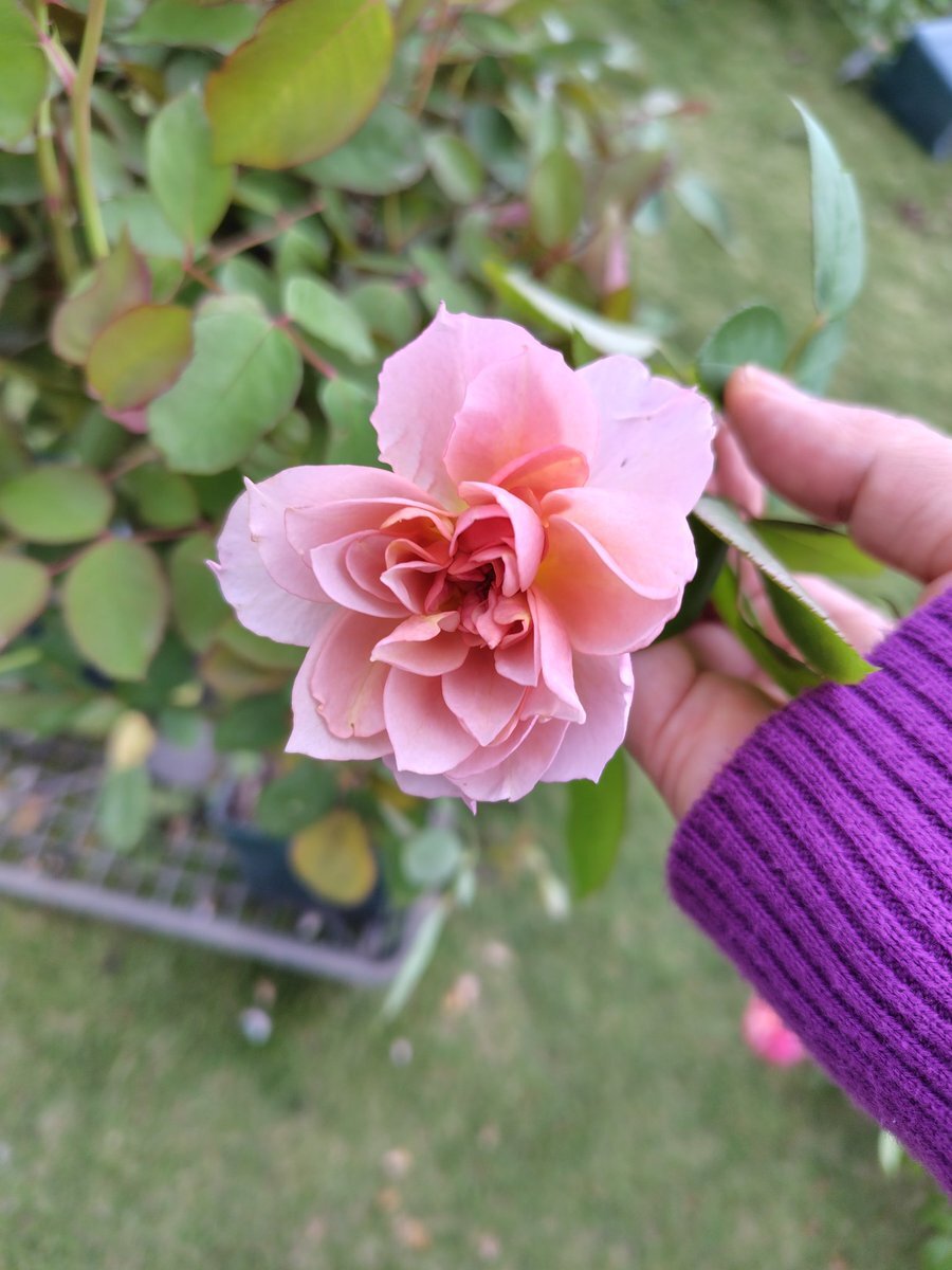 【バラ売り展示用】 投稿詳細｜MOTOCLE