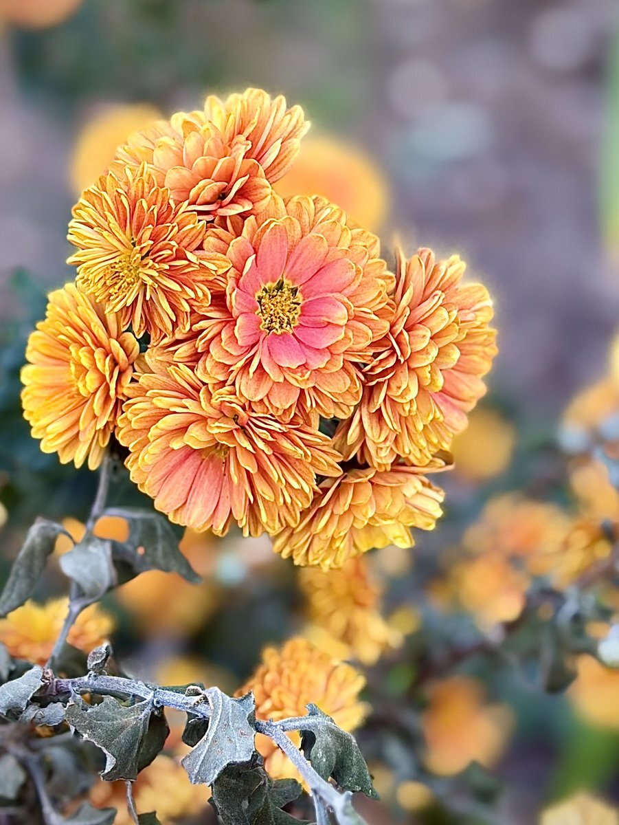 オレンジ」のYahoo!リアルタイム検索 - X（旧Twitter）をリアルタイム検索