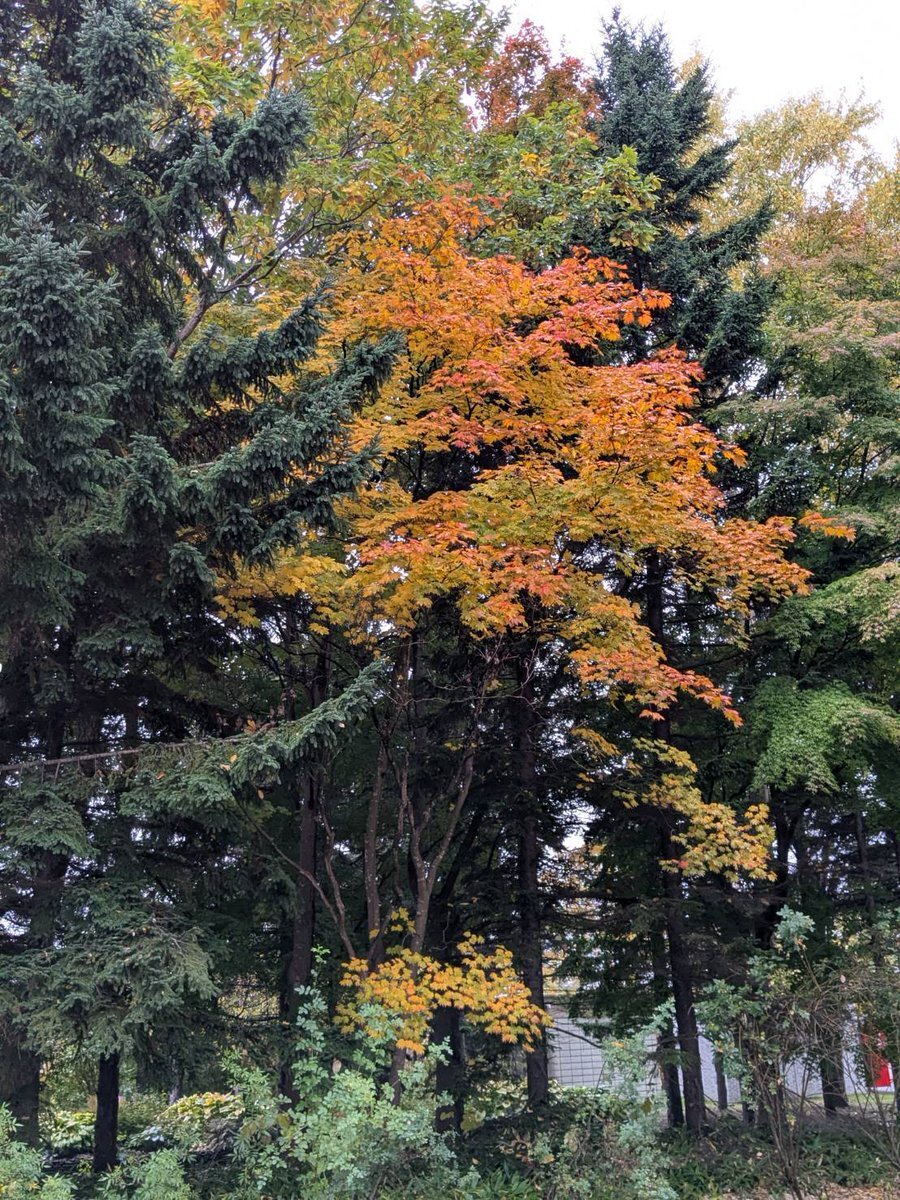 ファイターズピンくん、FA宣言でファンは複雑な思い