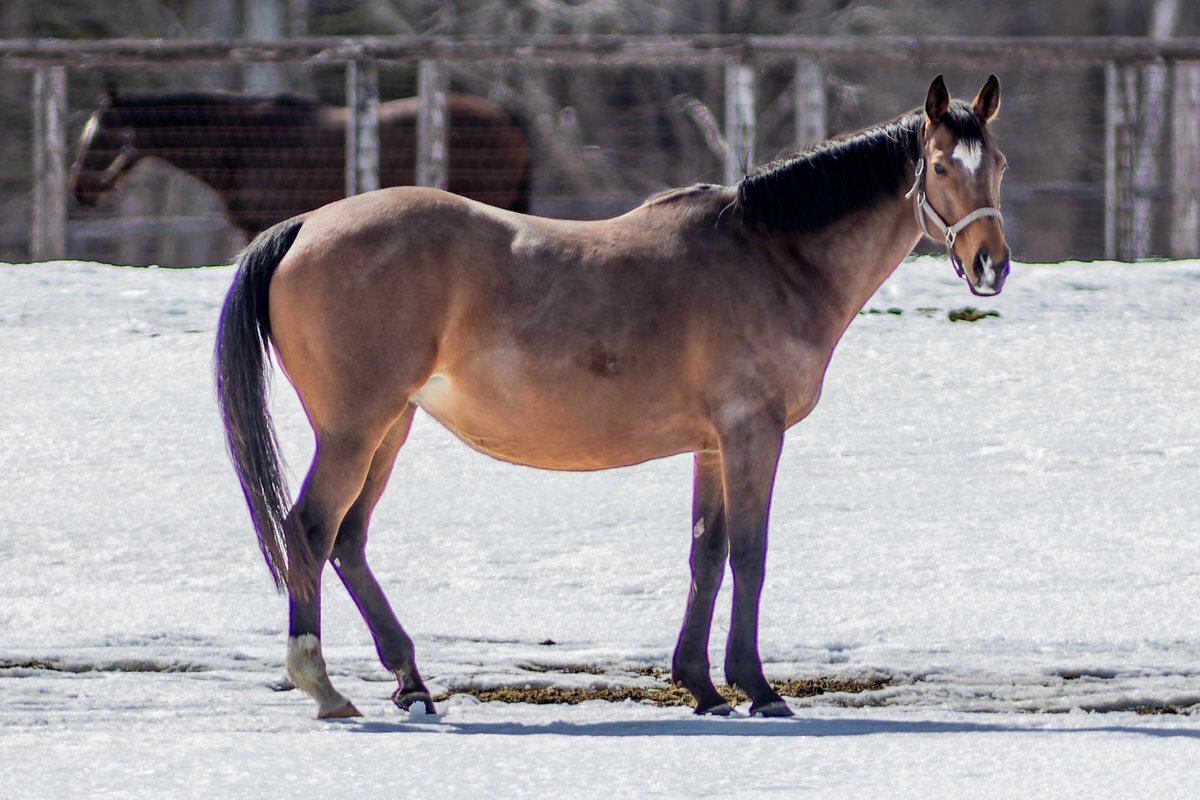 競馬界に悲報　名牝馬ジェンティルドンナが死去