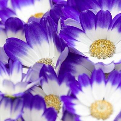 火曜日の朝、Twitter上は「おはよう」の投稿で溢れる