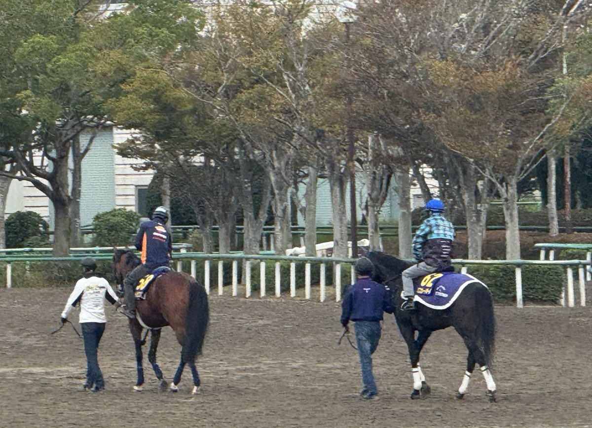 ルメール騎手、G13連勝！天皇賞秋制覇！