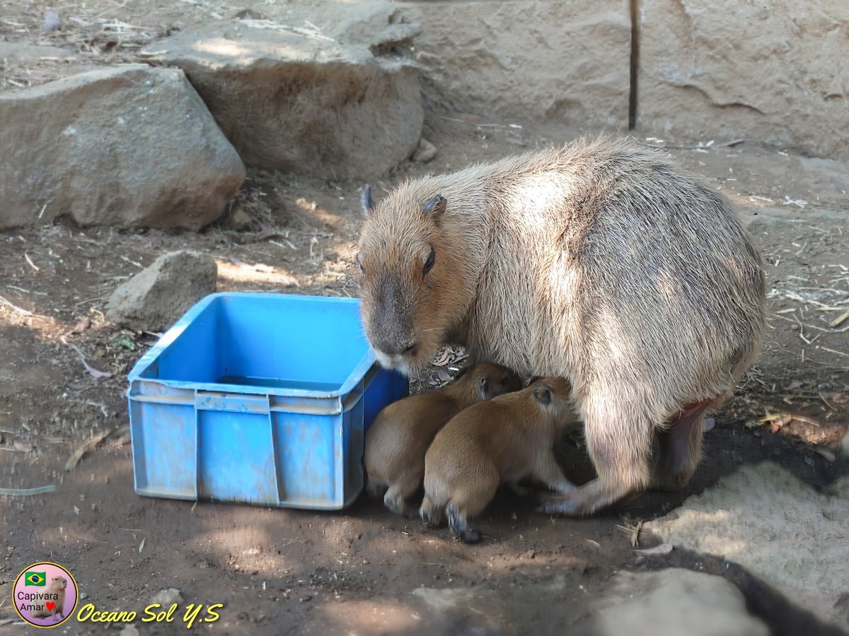 ご当地カピバラさん　色々46個 ご当地 | カピバラさん