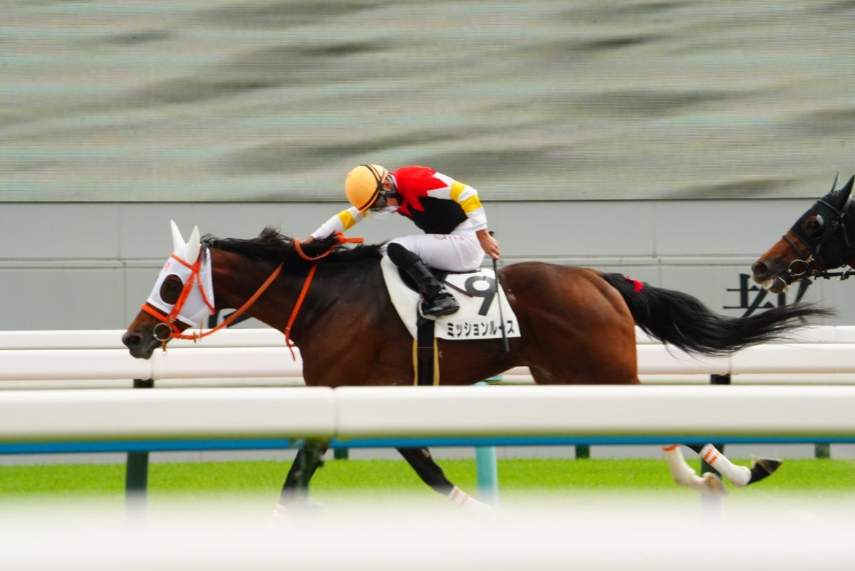 ギュルヴィ、惜しい2着！次戦は勝利なるか？