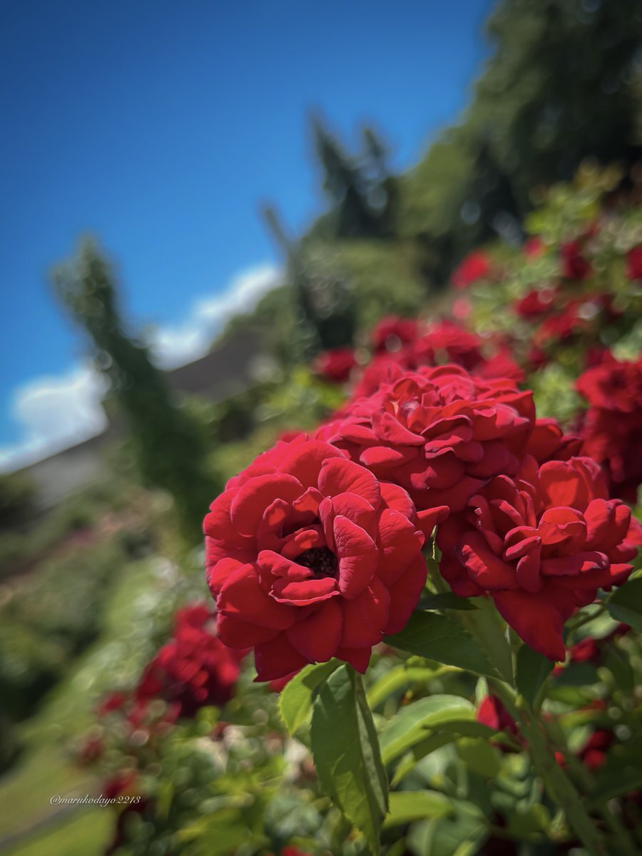 フライドチキンの日！SNSで美味しさを叫ぶ人々