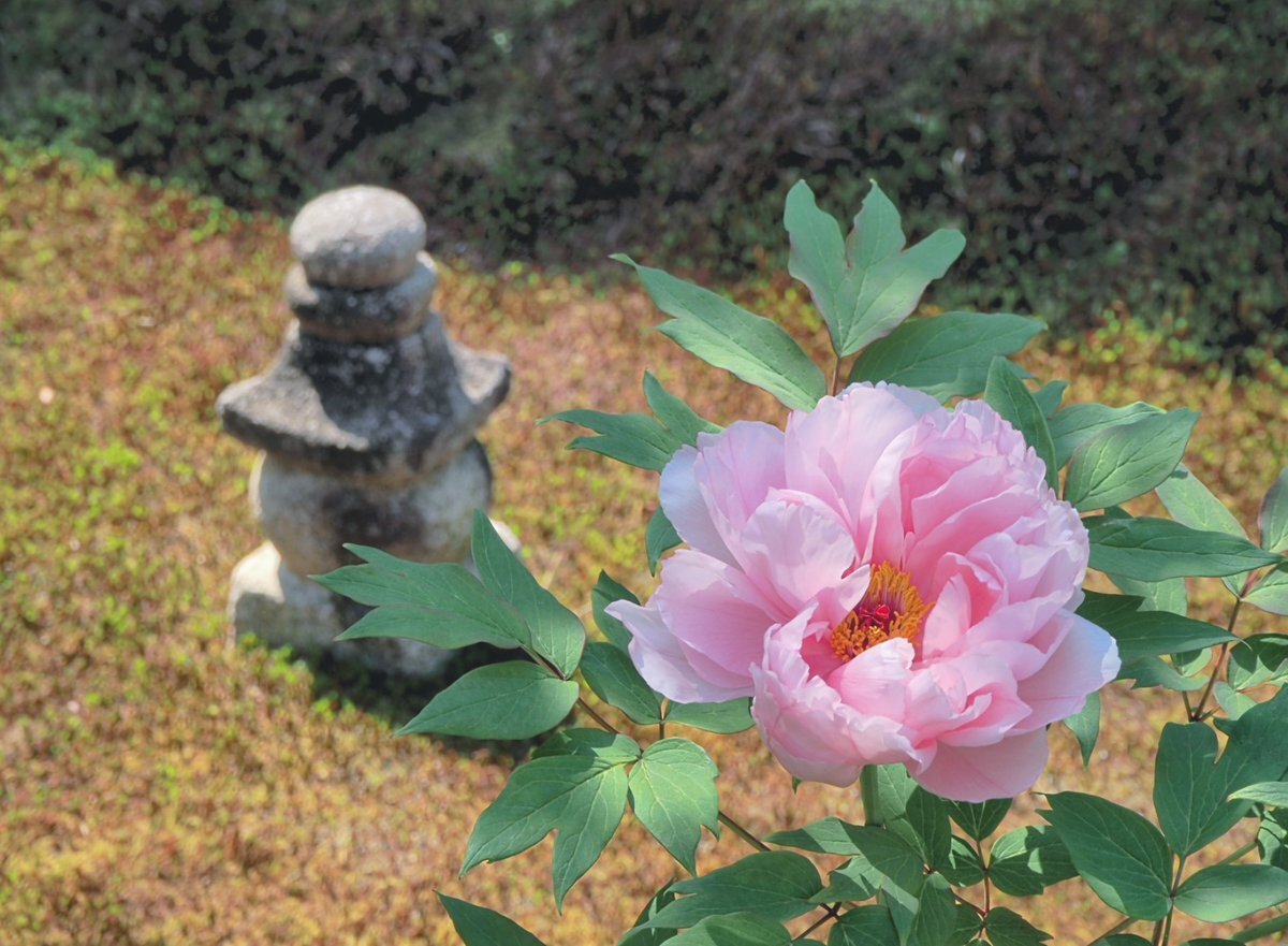 JC圓光 圓光寺」のYahoo!リアルタイム検索 - X（旧Twitter）をリアルタイム検索