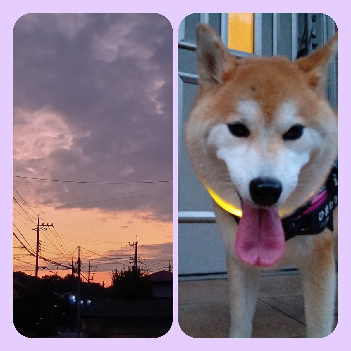 X（旧Twitter）で話題のおもしろ画像や動画 - Yahoo