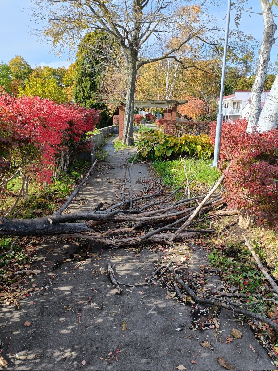 倒木 函館市榎本町10-6付近｜事故・災害 - Yahoo!リアルタイム検索