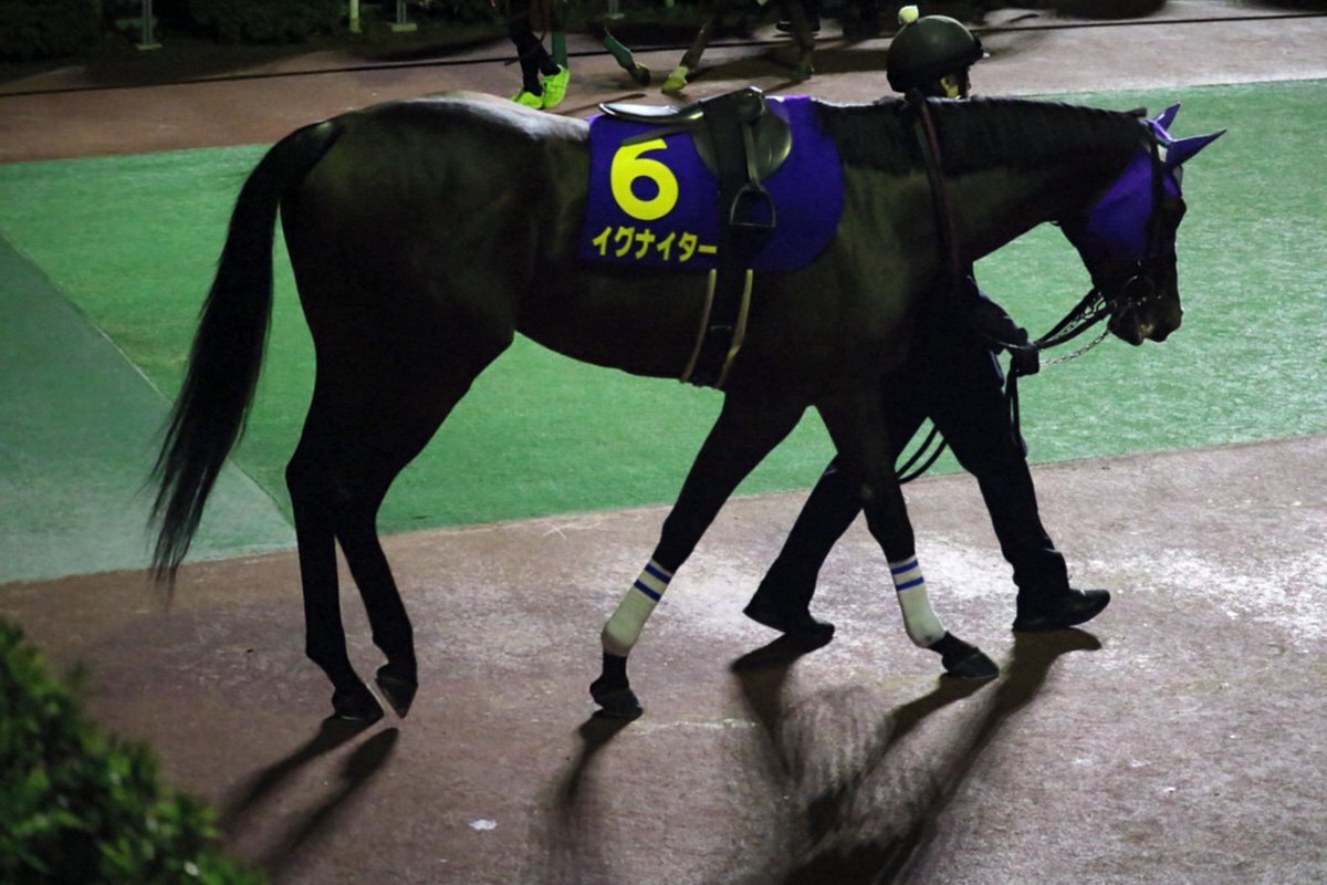 兵庫の馬、エコロクラージュが南部杯で好成績！