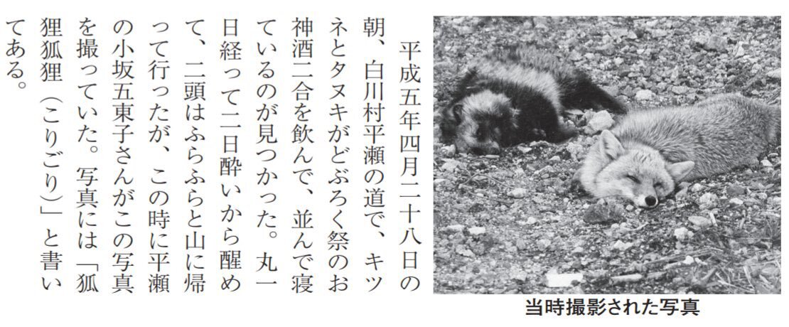 たぬきエピソードでTwitterが癒される？