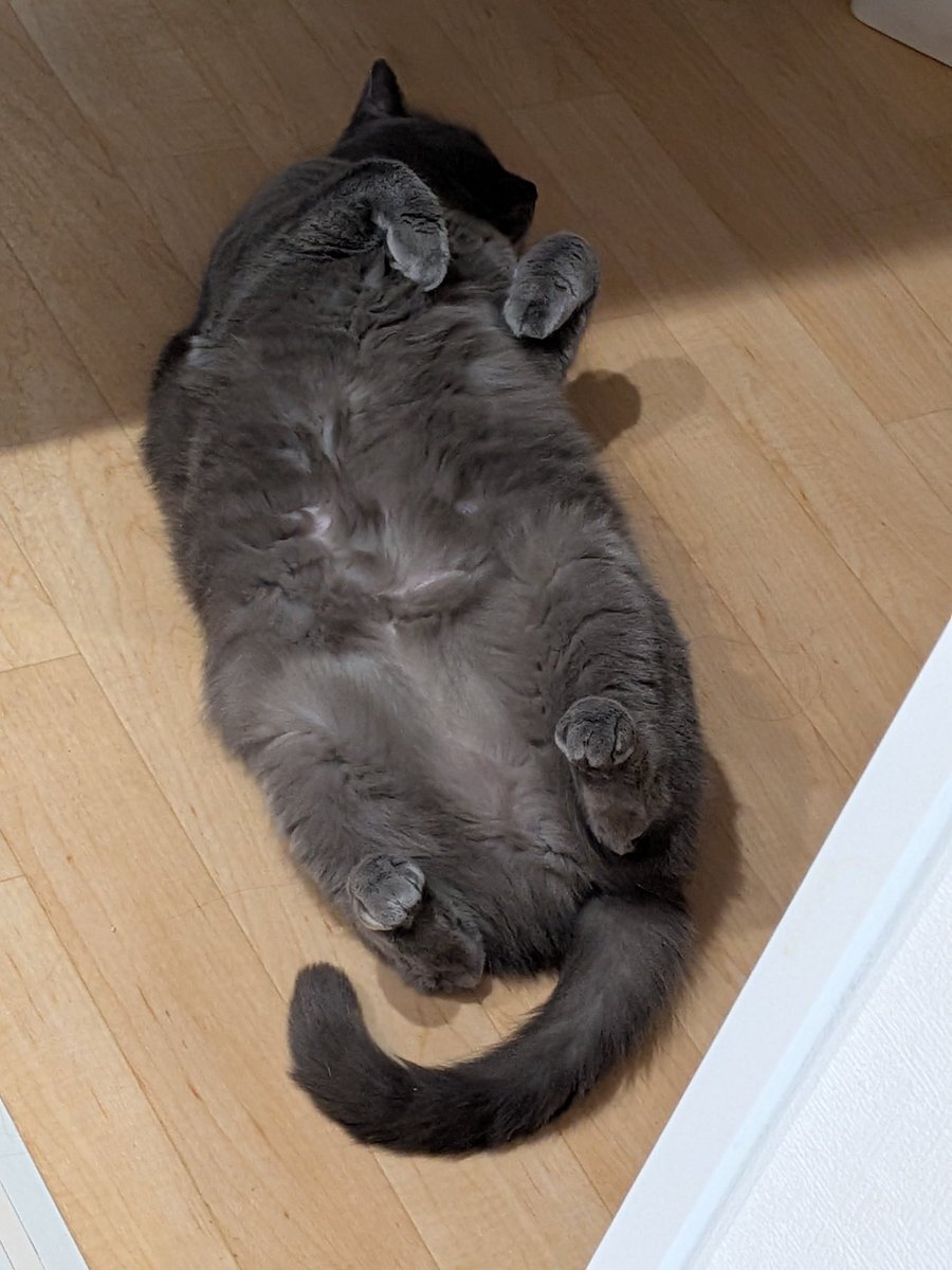 高市首相「政治とカネ」問題発言に批判殺到、議員定数削減を主張