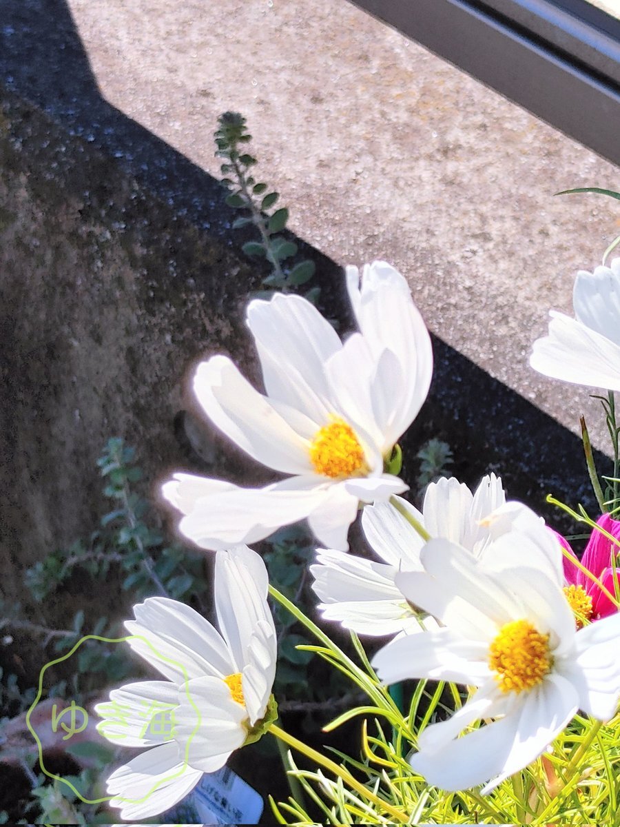 うさぎの「ファサ…」がSNSをジャック！その可愛さにみんなメロメロ