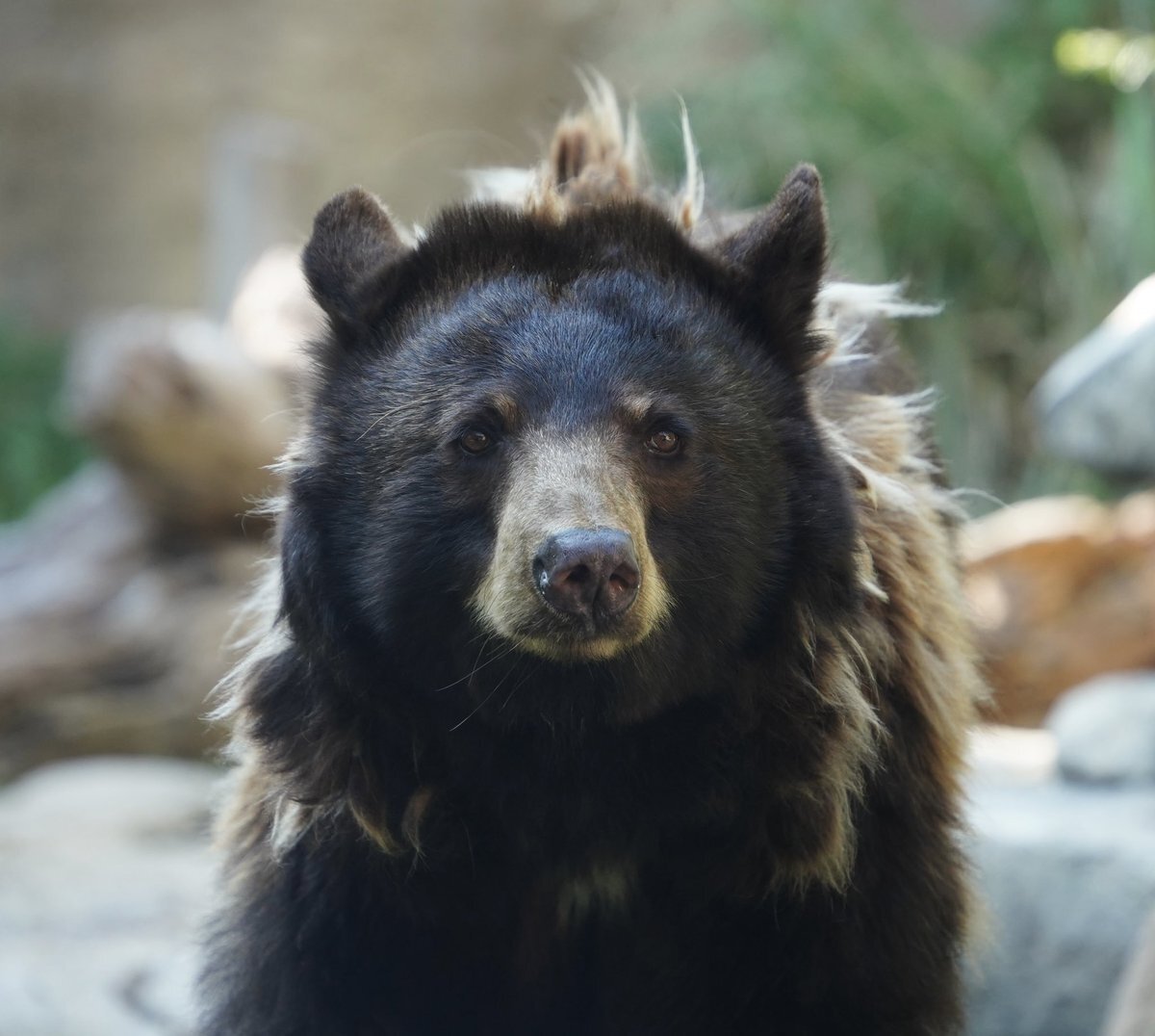 今年の漢字「熊」発表にTwitter沸騰！「クマー」で盛り上がり