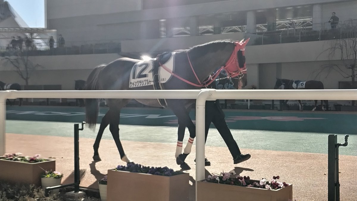 ニシノパプルブリリ、障害レースで空馬に！