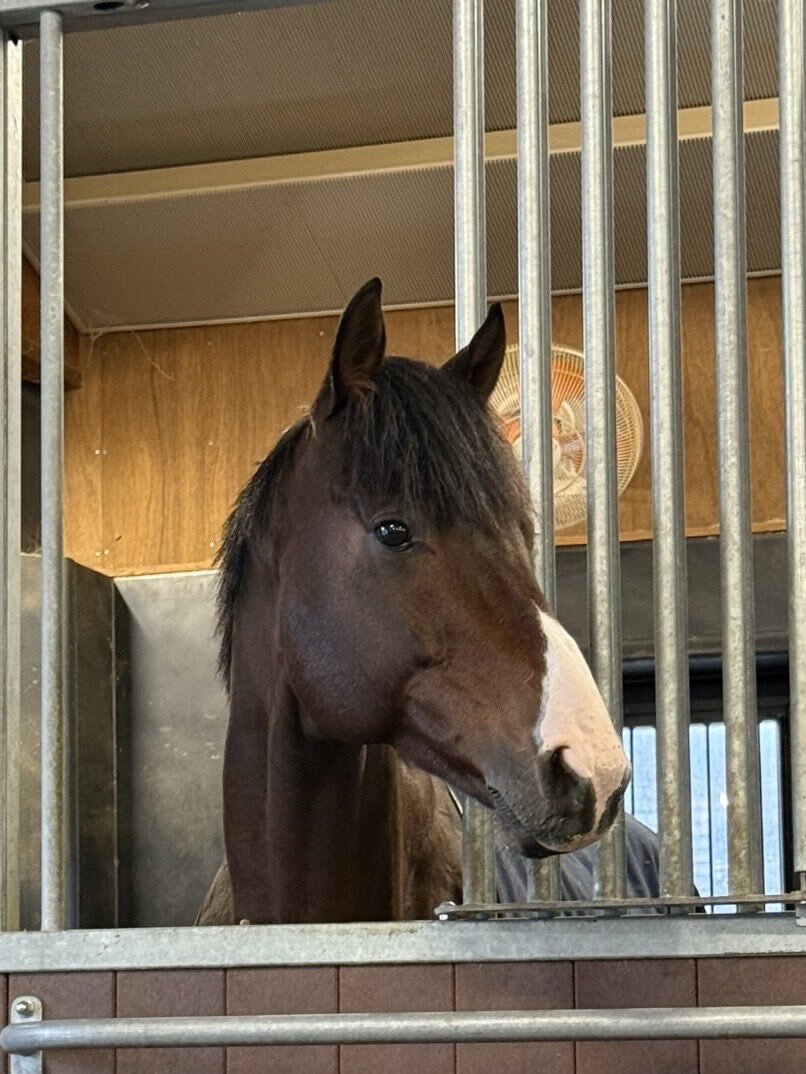 ドゥラエレーデ、大井移籍へ？ ファンは驚きと応援の声