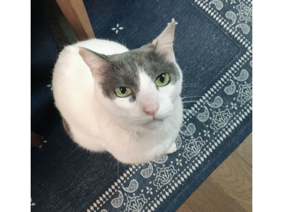 目黒区 アットホーム】(株)ランディックス 目黒センター(東京都 目黒区