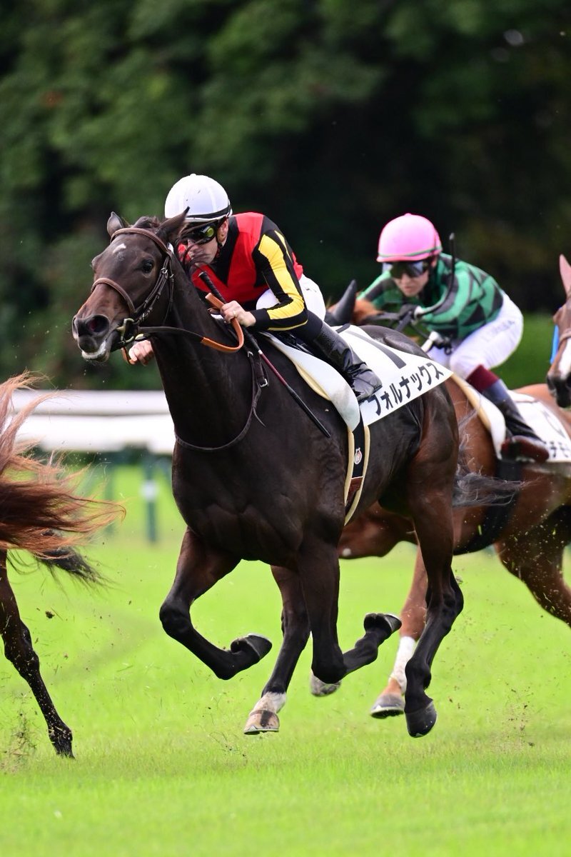 フォルナックスが圧勝！競馬ファンを沸かせた理由とは？