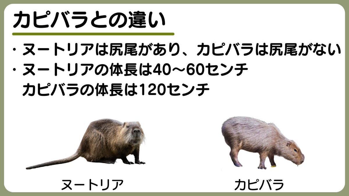 ヌートリアがSNSで話題に！生態から問題点まで
