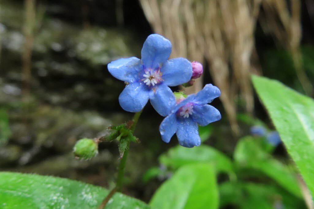 瑠璃色の花 のtwitter検索結果 Yahoo リアルタイム検索