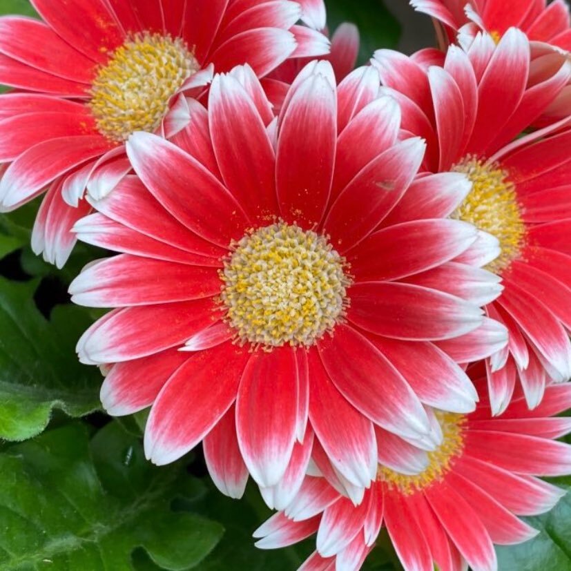 赤穂浪士討ち入りの日：義を偲ぶ声と麺の日も