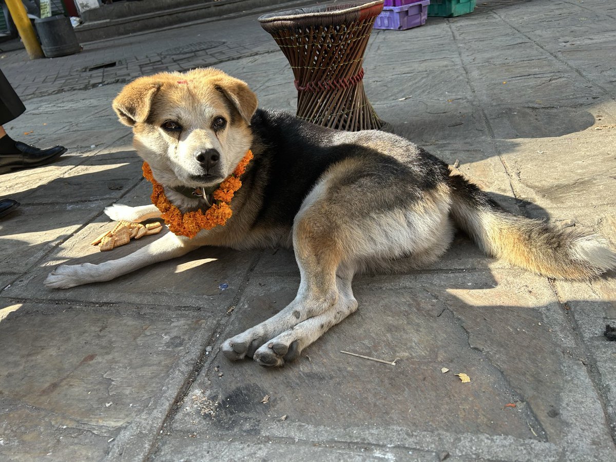 ネパールの犬祭り「ククルティハール」、SNSで話題に！