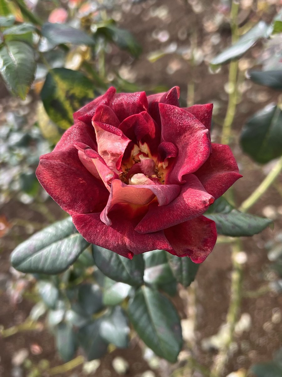 ブラックゴールドがトレンド！SNSで話題沸騰