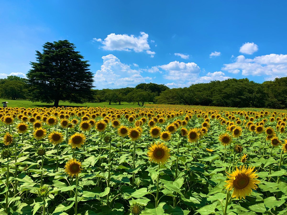 Sunflower のtwitter検索結果 Yahoo リアルタイム検索