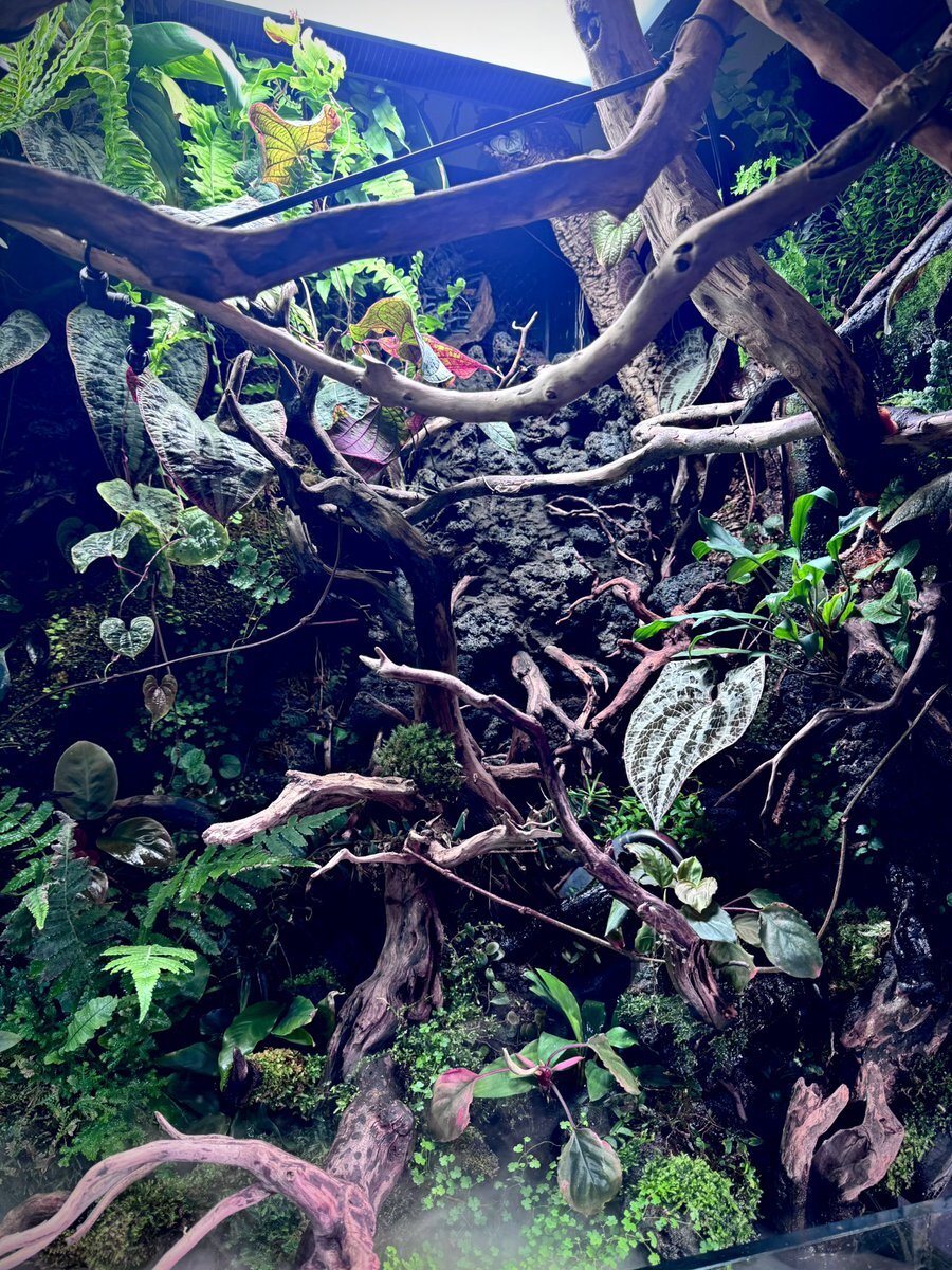 志田こはく、多忙なスケジュールの中、戦隊シリーズに参戦！