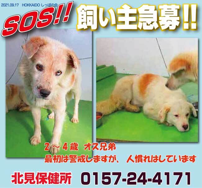 ミックス犬 のtwitter検索結果 Yahoo リアルタイム検索