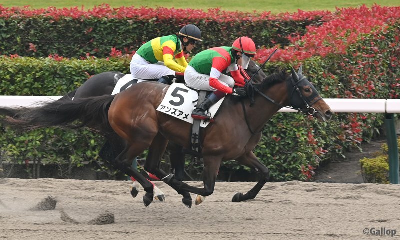アンズアメが東京競馬で勝利！レース展開に注目が集まる