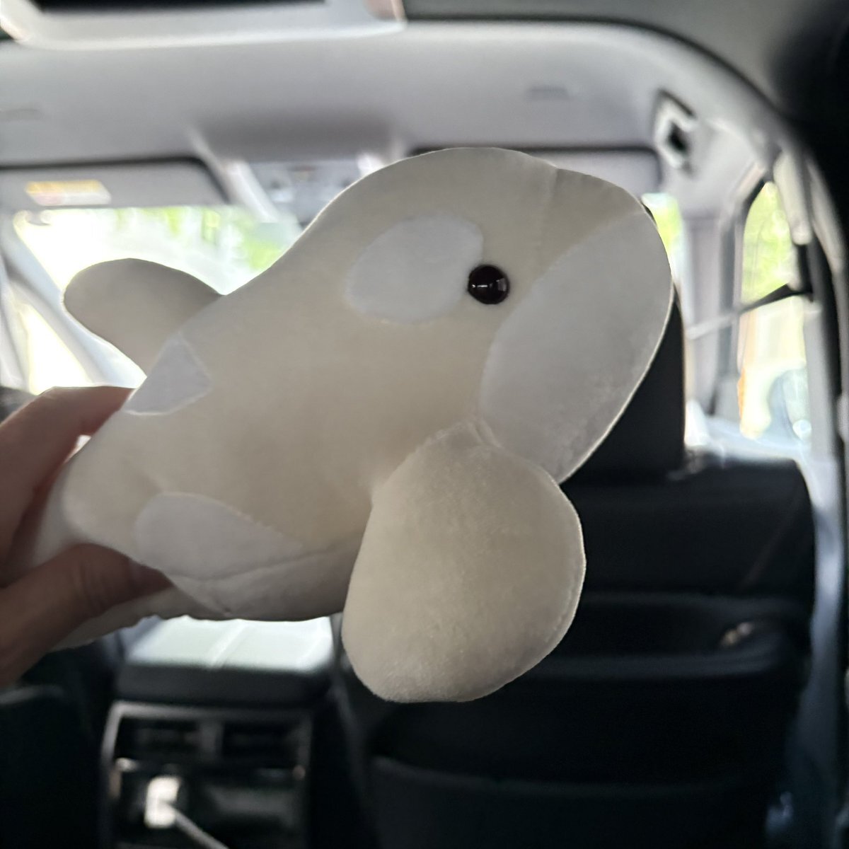 名古屋港水族館 アース くじ ぬいぐるみ 特賞 名古屋港水族館 くじ ぬいぐるみ 特賞 名古屋港水族館 シャチ