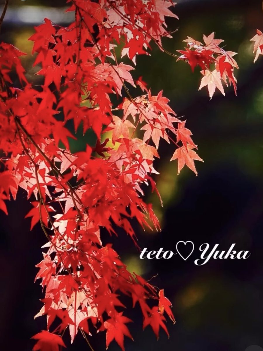 紅葉とバブブケ、今週の始まりをSNSで報告