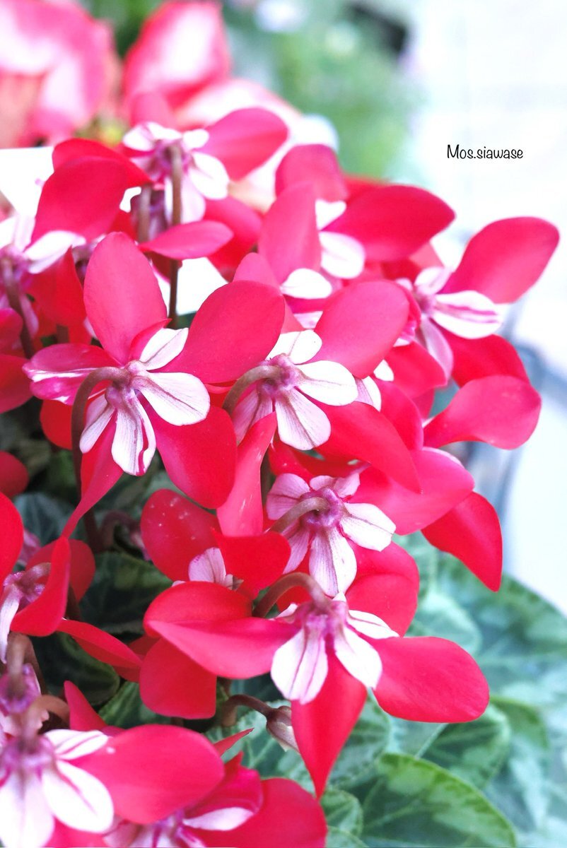 ❣️シクラメンです。２点おまとめ ❣️シクラメンです。2点おまとめ sayuri🌷 on X