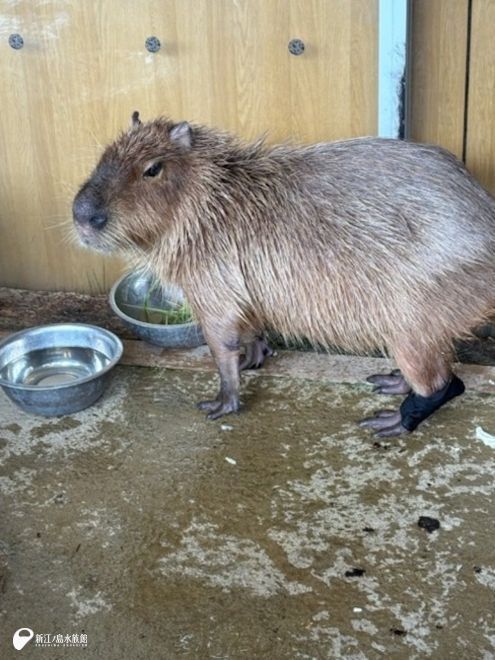 カピバラ」のYahoo!リアルタイム検索 - X（旧Twitter）を