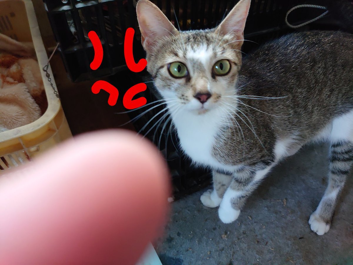 猫のいるような生活 のtwitter検索結果 Yahoo リアルタイム検索
