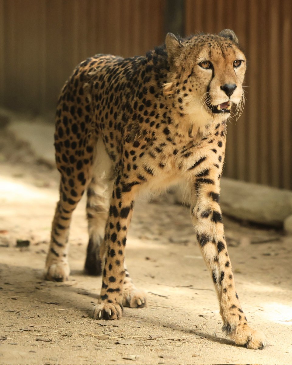 チーター」のYahoo!リアルタイム検索 - X（旧Twitter）をリアルタイム検索