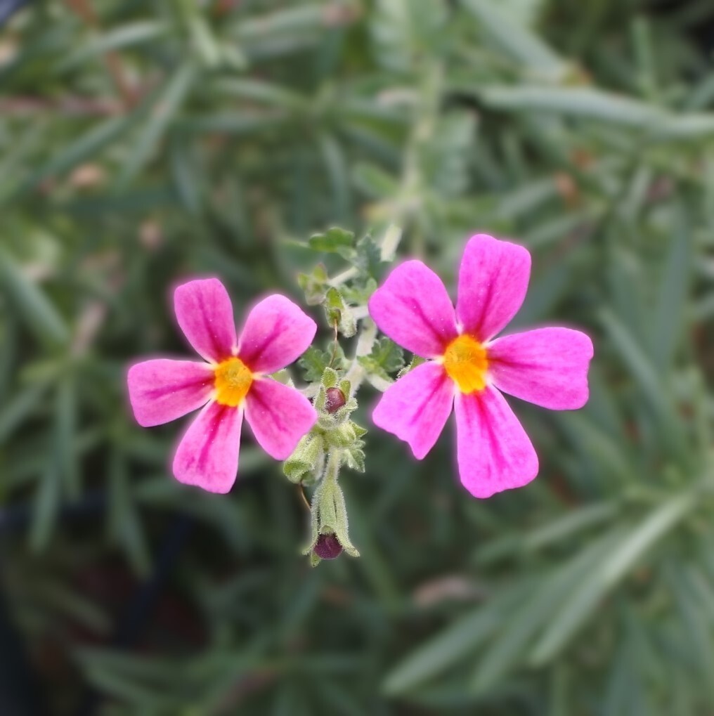 月曜日、SNSで「おはようございます」の投稿が多数