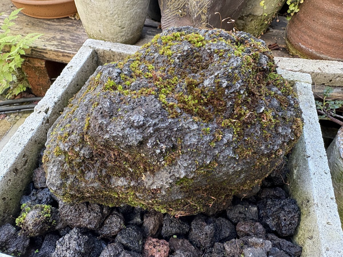 大田区、地域活動と問題提起がSNSで話題に