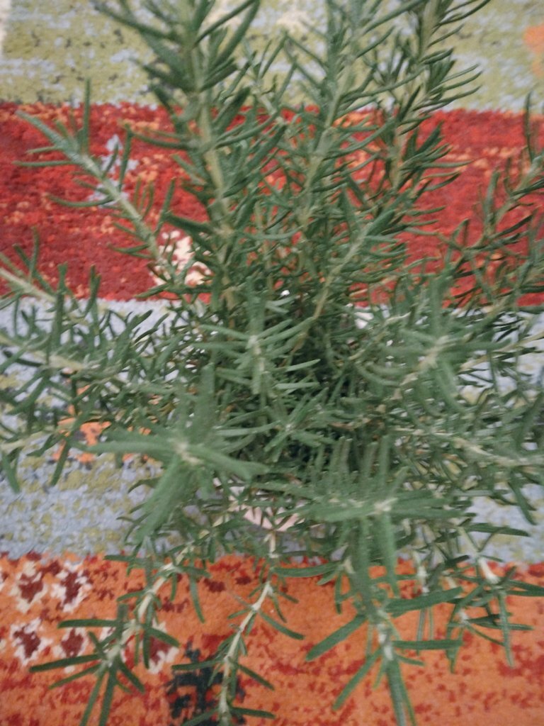 「精神安定剤」という言葉がSNSで話題に