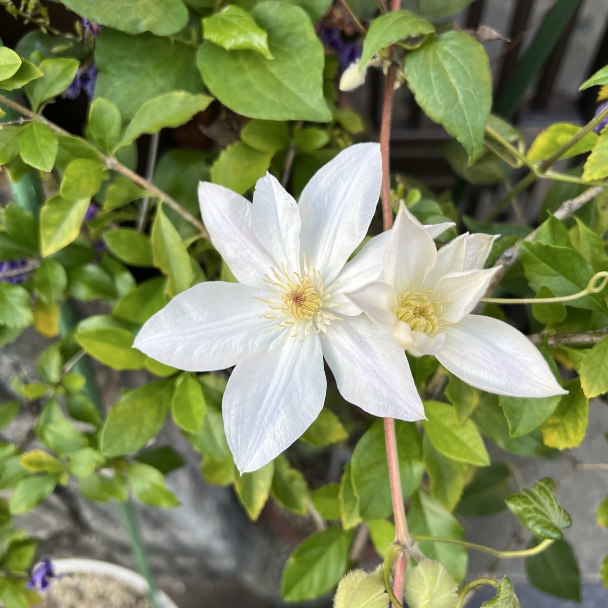 クレマチス」のYahoo!リアルタイム検索 - X（旧Twitter）を