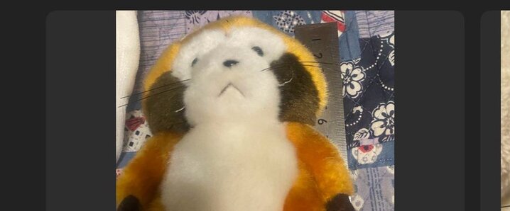 X（旧Twitter）で話題のおもしろ画像や動画 - Yahoo