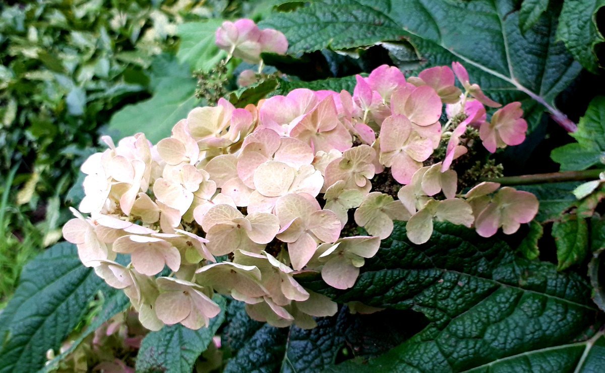 ちこりの紫陽花祭り のtwitter検索結果 Yahoo リアルタイム検索