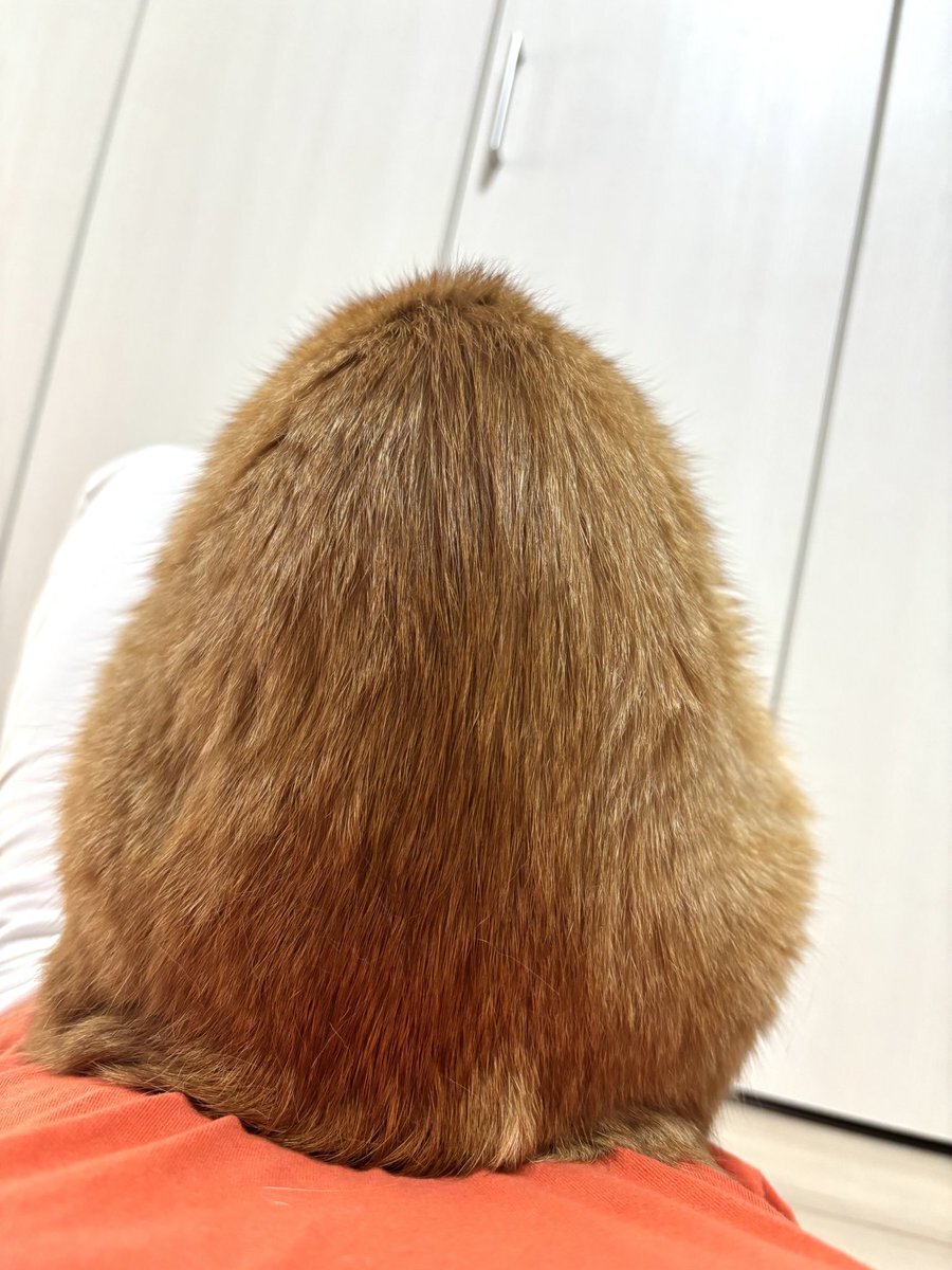 きなこページ 犬のきなこ (@bokukinakodayo) / Posts / X