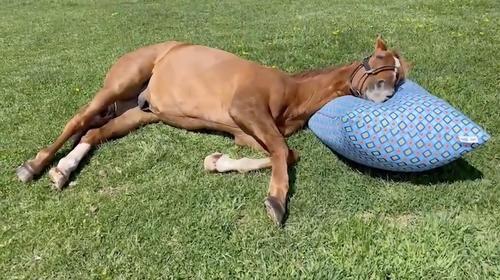 「ロイヤルファミリー」栗須さんの養老牧場、視聴者感動の声