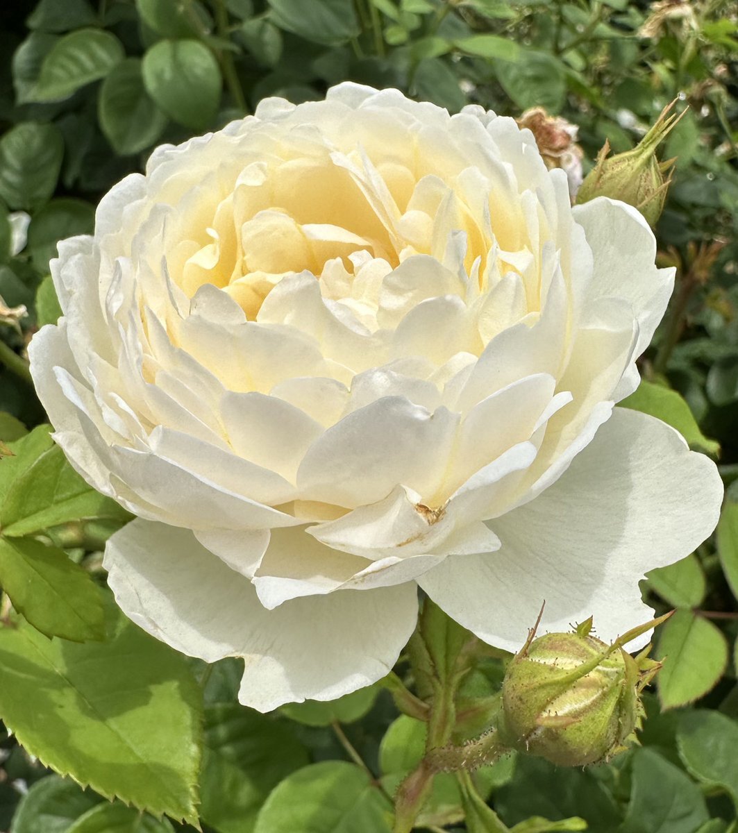 FloweR」のYahoo!リアルタイム検索 - X（旧Twitter）を